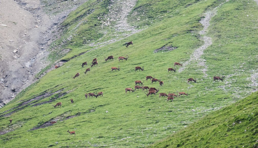 Le parc national suisse, une réussite exemplaire / ©Parc national suisse